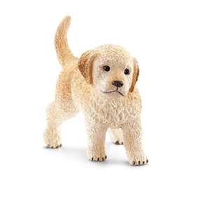 Golden Retriever Welpen