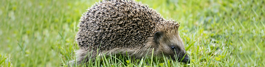 Igel