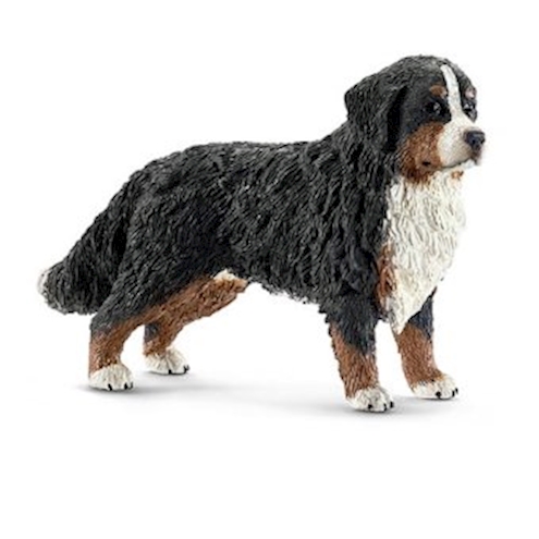 Berner Sennenhund