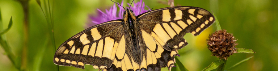 Schmetterling