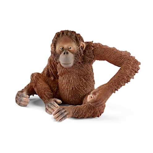 Orang-Utan