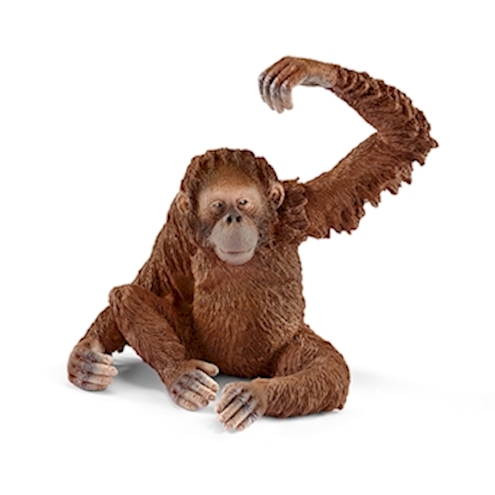 Orang-Utan