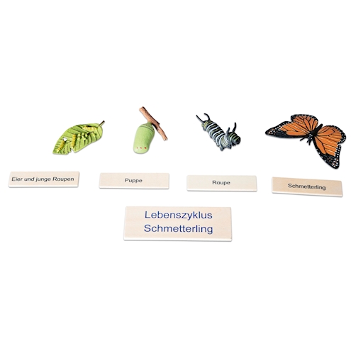 Lebenszyklus Schmetterling in der Holzbox